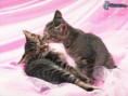 /album/fotogaleria/ghftghnf-jpg/