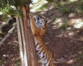 /album/fotogaleria/a159575-velky-skrabadlo-pro-velkou-kocku-13470-jpeg/