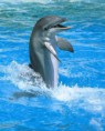 /album/fotogaleria/a8311delfin-jpg/