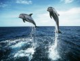 /album/fotogaleria/delfin6-jpg/