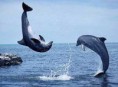 /album/fotogaleria/delfin-06-jpg/