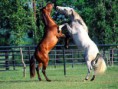 /album/fotogaleria/d19b4e66c9-45516592-o2-jpg/