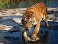 /album/fotogaleria/tiger2-jpg/