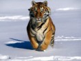 /album/fotogaleria/amur-tiger-amur-tigers-27143493-1024-768-jpg/