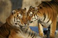 /album/fotogaleria/tigers-return-central-asia-144-jpg/