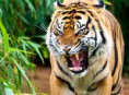 /album/fotogaleria/sumatran-tiger-by-will-dupuis-jpg/