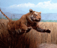 /album/fotogaleria/jumpingtiger-gif/