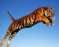 /album/fotogaleria/jumping-tiger-jpg/