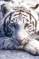 /album/fotogaleria/weisser-tiger-jpg/