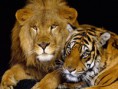 /album/fotogaleria/lion-and-tiger-animals-28673186-1600-1200-jpg/