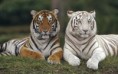 /album/fotogaleria/tiger-wallpaper-1280x800-0001-jpg/