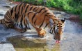/album/fotogaleria/tiger-tigers-5091131-1280-800-jpg/