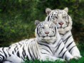 /album/fotogaleria/a1f18398ea1-42629671-o2-jpg/